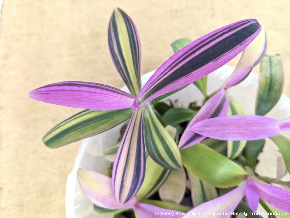 Photo of Variegated Purple Heart (Tradescantia pallida 'Pink Stripe') uploaded by Averixus