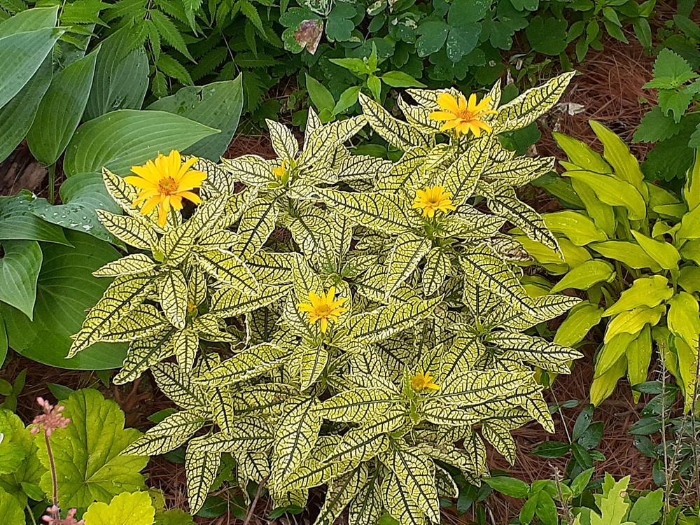 Photo of False Sunflower (Heliopsis helianthoides var. scabra Loraine Sunshine) uploaded by MNdigger