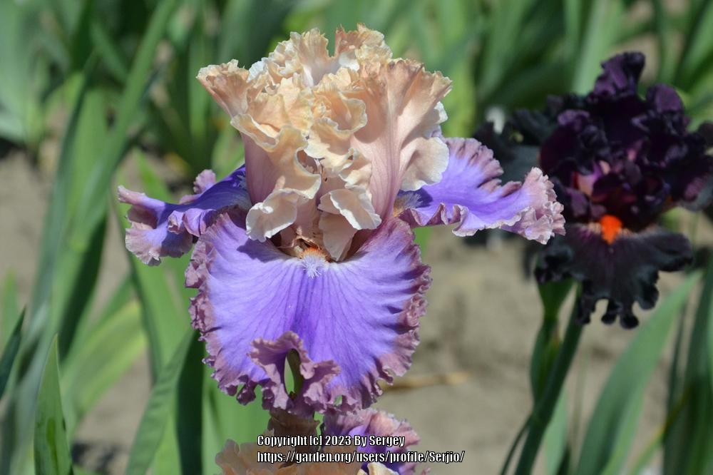 Photo of Tall Bearded Iris (Iris 'Highly Classified') uploaded by Serjio