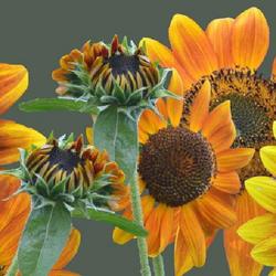 Location: In my garden in Oklahoma City, OK
Date: 2017-08-16
Sunflower 'Evening Sun'
