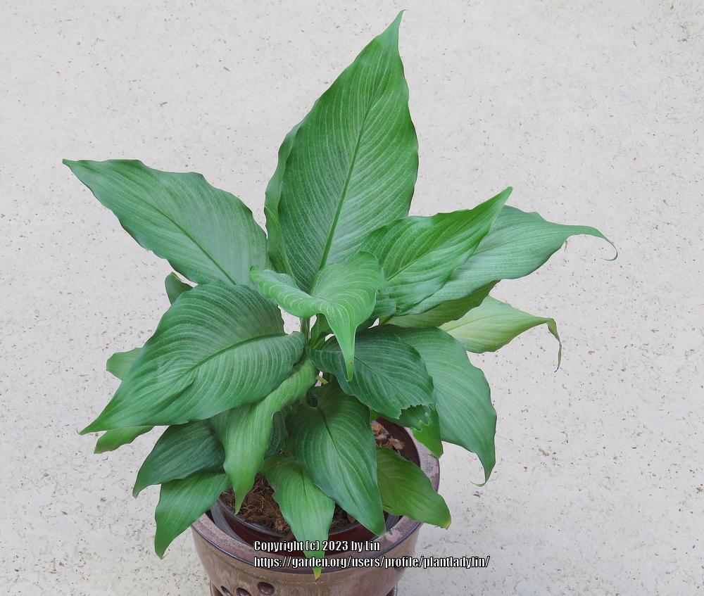 Photo of Peace Lily (Spathiphyllum 'Platinum Mist') uploaded by plantladylin
