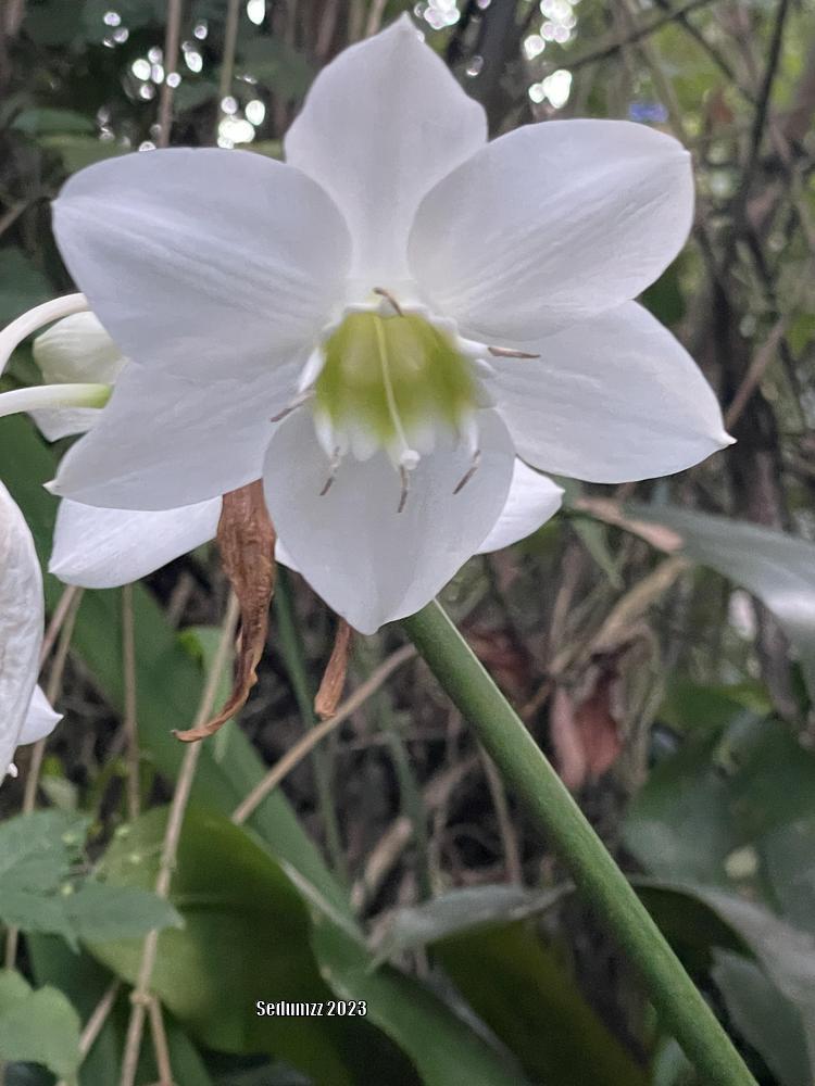 Photo of Amazon Lily (Urceolina x grandiflora) uploaded by sedumzz