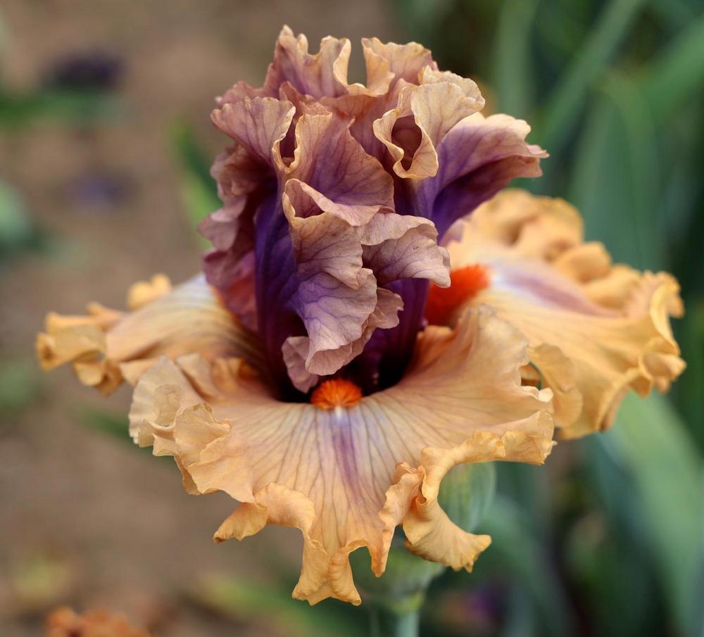 Photo of Tall Bearded Iris (Iris 'Great Looks') uploaded by ARUBA1334