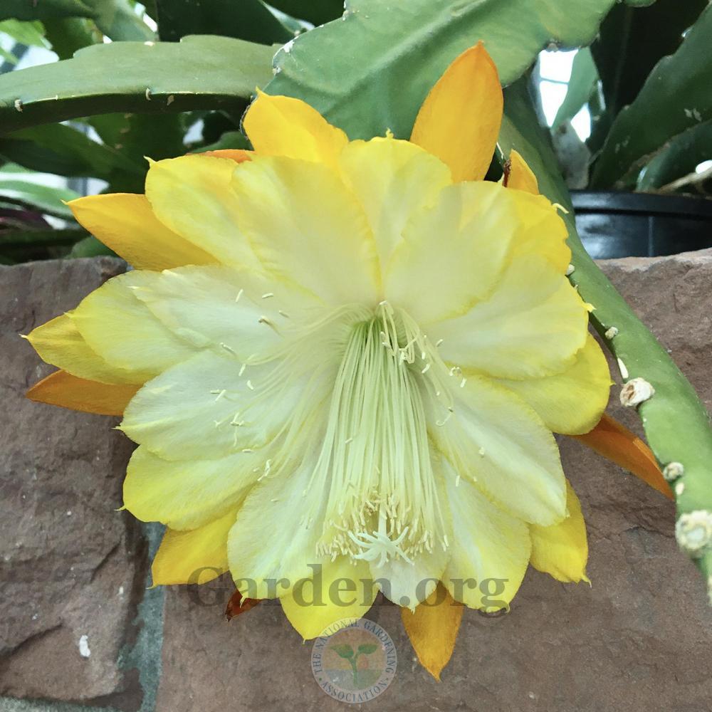 Photo of Epiphyllum uploaded by BlueOddish