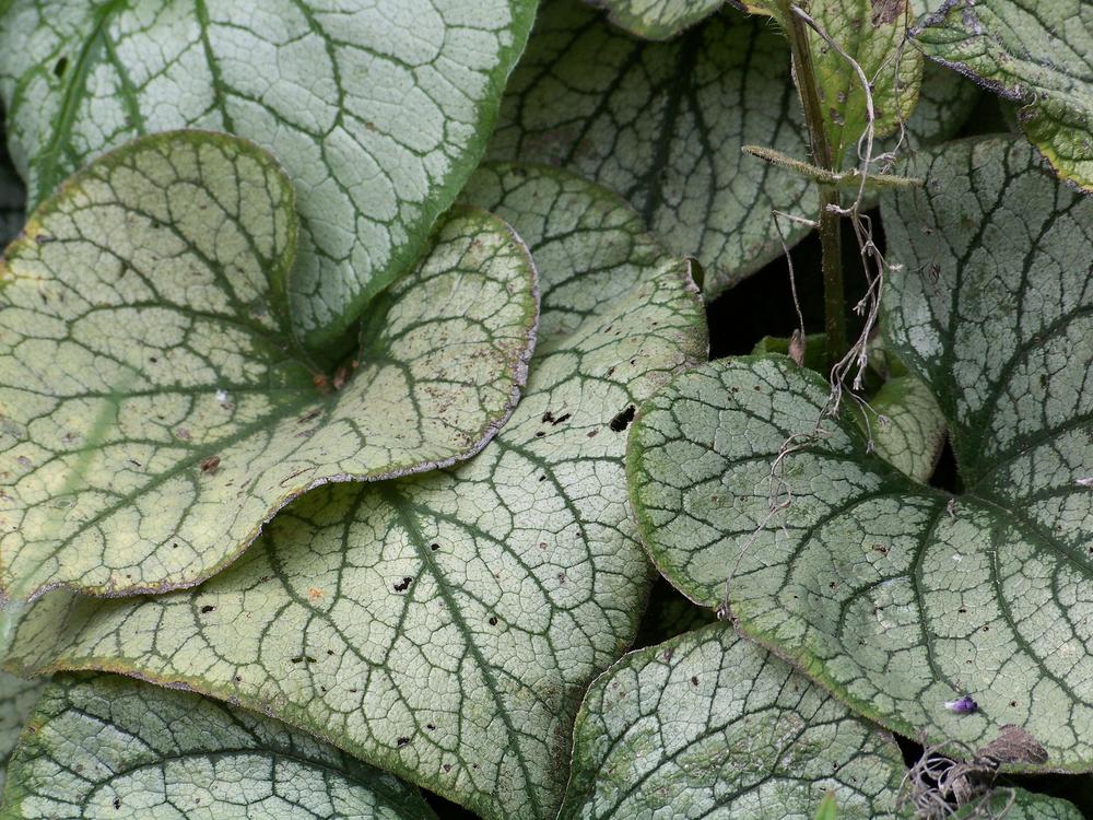 Photo of Silver Siberian bugloss (Brunnera macrophylla 'Jack Frost') uploaded by Edvinas