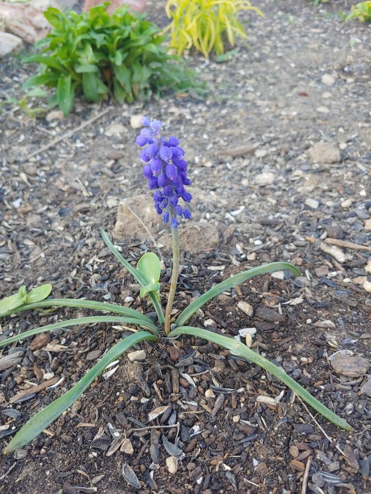 Photo of Grape Hyacinth (Muscari armeniacum) uploaded by Flowerlover6