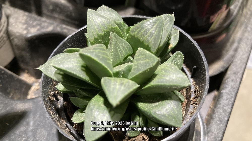 Photo of Haworthia (Haworthia retusa) uploaded by GigiPlumeria