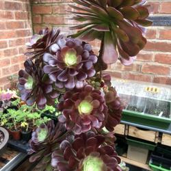 Location: Chesterfield
Date: Winter/ early Spring
This is aeonium velour, these can reach between 5and 6feet