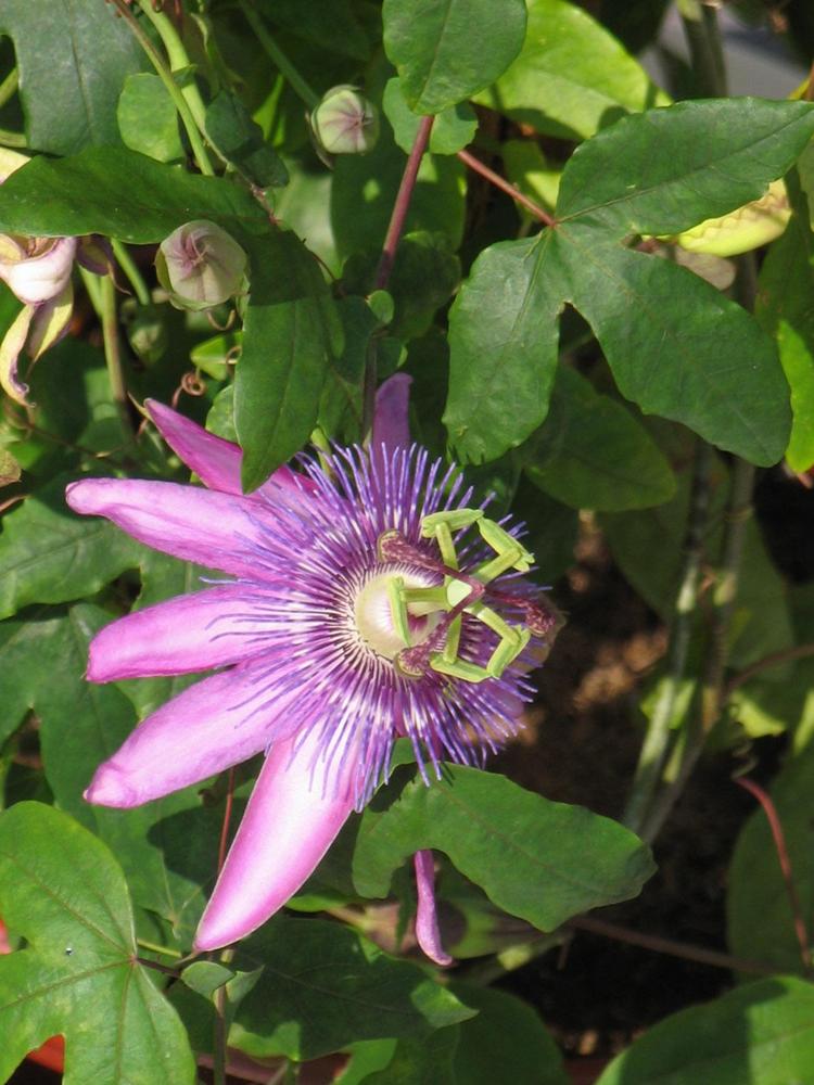 Photo of Passion Flower (Passiflora) uploaded by PatEllson