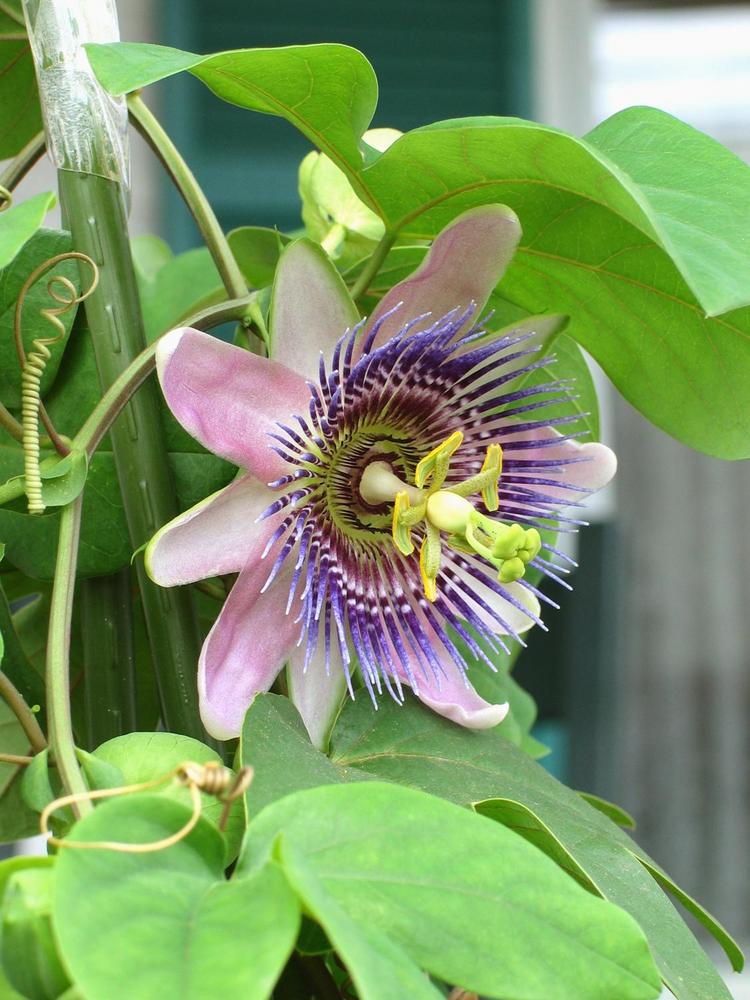 Photo of Passion Flower (Passiflora) uploaded by PatEllson