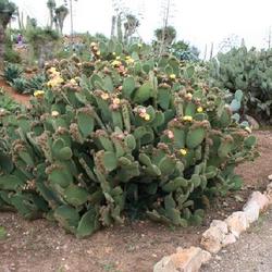 Location: Botanical Garden 'Botanicactus' - Mallorca
Date: 2011-05-02