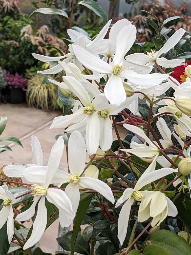 Photo of Clematis (Clematis armandii 'Snowdrift') uploaded by Joy