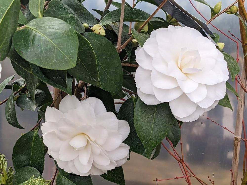Photo of Japanese Camellia (Camellia japonica 'Nuccio's Gem') uploaded by Joy