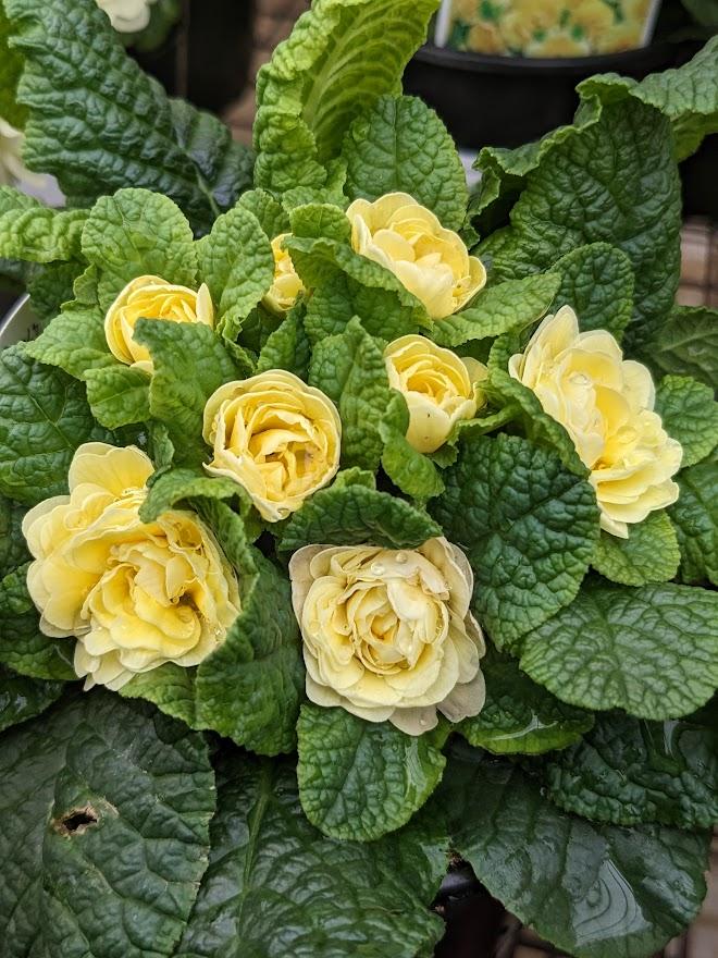 Photo of English Primrose (Primula vulgaris Belarina® Buttercup) uploaded by Joy