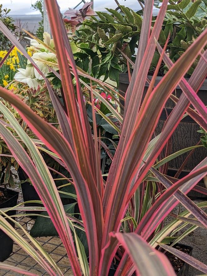 Photo of Cabbage Tree (Cordyline australis Dance™  Can Can) uploaded by Joy