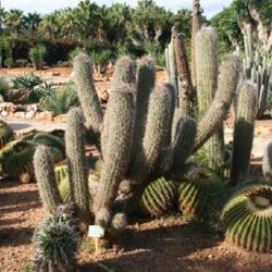 Location: Botanical Garden 'Botanicactus' - Mallorca
Date: 2010-11-06
