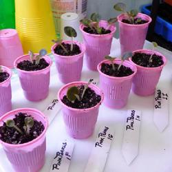 Location: Eagle Bay, New York
Date: 2023-03-12
African Violet (Streptocarpus 'Pink Pearls'), (9) plantlets potte