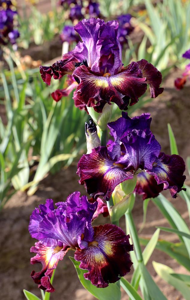 Photo of Tall Bearded Iris (Iris 'Mystify') uploaded by ARUBA1334