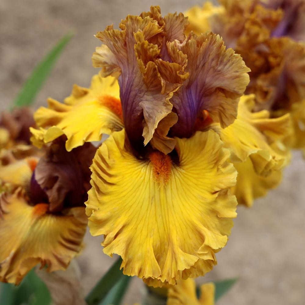 Photo of Tall Bearded Iris (Iris 'What's Up') uploaded by ARUBA1334