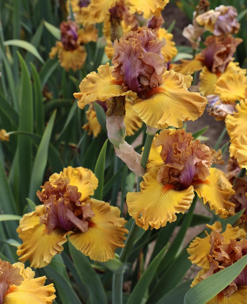 Photo of Tall Bearded Iris (Iris 'What's Up') uploaded by ARUBA1334