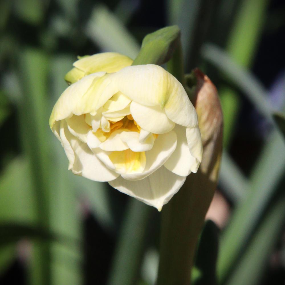 Photo of Double Daffodil (Narcissus 'Bridal Crown') uploaded by LoriMT