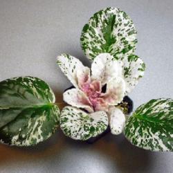 Location: Eagle Bay, New York
Date: 2023-03-14
African Violet (Streptocarpus 'Rose Bouquet')