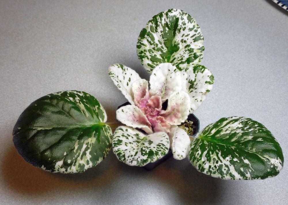 Photo of African Violet (Streptocarpus 'Rose Bouquet') uploaded by adknative
