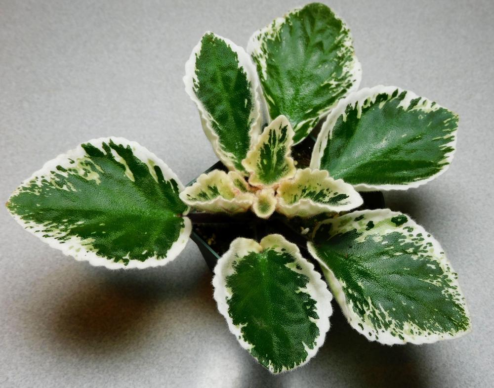 Photo of African Violet (Streptocarpus 'Chicago Flair') uploaded by adknative
