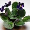 African Violet (Streptocarpus 'Mac's Basic Black with Pearls') en
