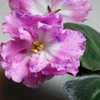 African Violet (Streptocarpus 'Playful Spectrum') bloom