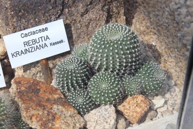 Photo of Marsoner's Crown Cactus (Rebutia marsoneri) uploaded by RuuddeBlock