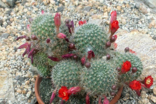 Photo of Marsoner's Crown Cactus (Rebutia marsoneri) uploaded by RuuddeBlock