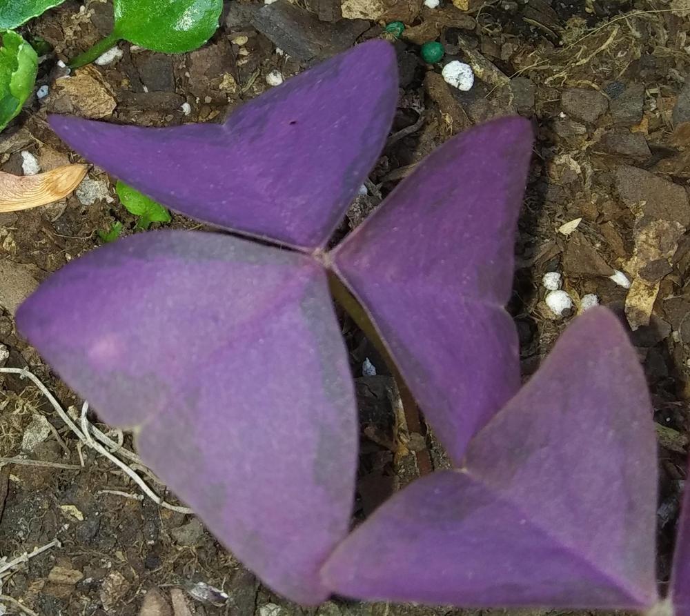 Photo of Purple Shamrock (Oxalis triangularis) uploaded by purpleinopp