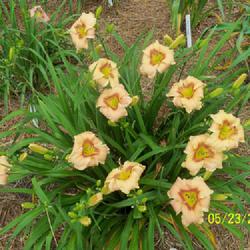 Location: My garden in northeast Texas
Date: 2021-05-23
An excellent small flowered daylily, does wonderfully well here