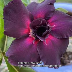 Location: My garden in Tampa, Florida
Date: 2023-03-15
My purple desert rose.