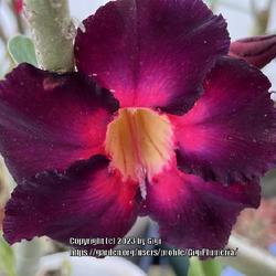 Location: My garden in Tampa, Florida
Date: 2022-03-15
My purple single petals desert rose’ bloom.