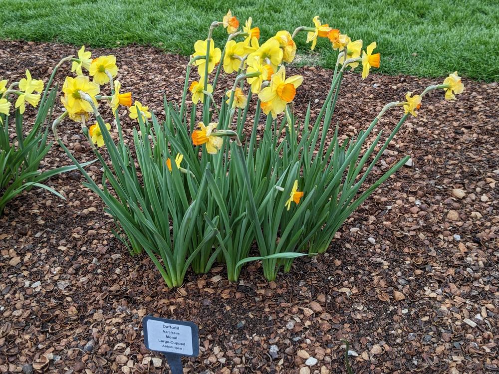 Photo of Large-cupped Daffodil (Narcissus 'Monal') uploaded by LindsayG
