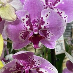 Location: Tampa, Florida
Date: 2023-03-15
Beautiful phal orchid