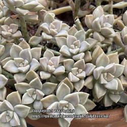 Location: My garden in Tampa, Florida
Date: 2023-03-17
My rescue succulent, easy to propagate and excellent ground cover