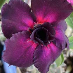Location: My garden in Tampa, Florida
Date: 2023-03-15
My purple desert rose: