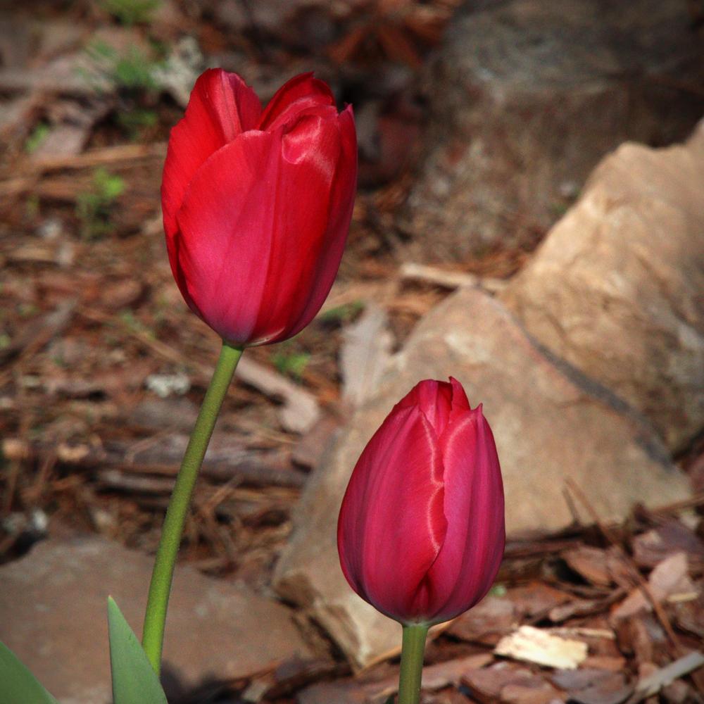 Photo of Darwin Hybrid Tulip (Tulipa 'Oxford') uploaded by LoriMT