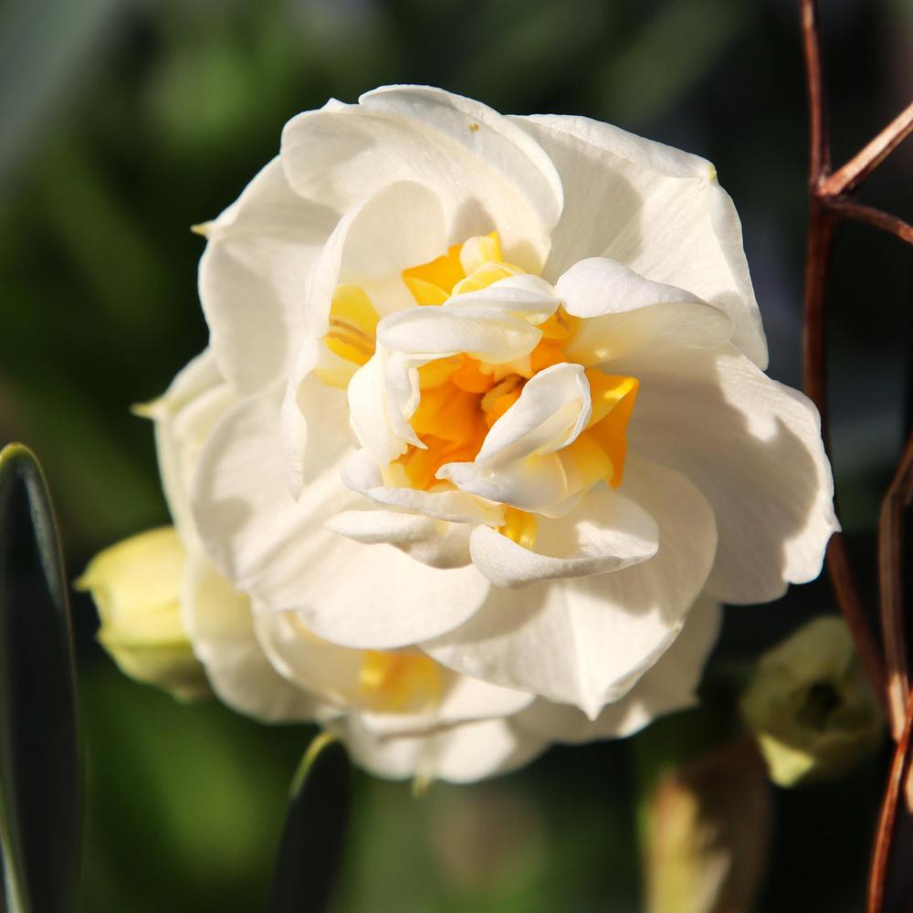 Photo of Double Daffodil (Narcissus 'Bridal Crown') uploaded by LoriMT