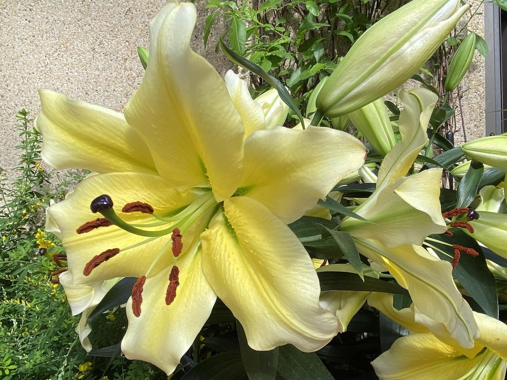 Photo of Lily (Lilium 'Conca d'Or') uploaded by csandt