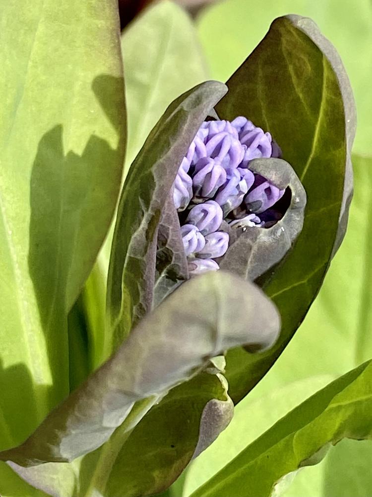 Photo of Virginia Bluebells (Mertensia virginica) uploaded by csandt