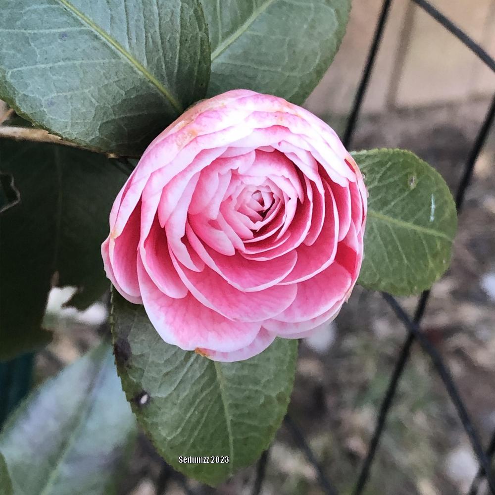 Photo of Japanese Camellia (Camellia japonica 'April Dawn') uploaded by sedumzz