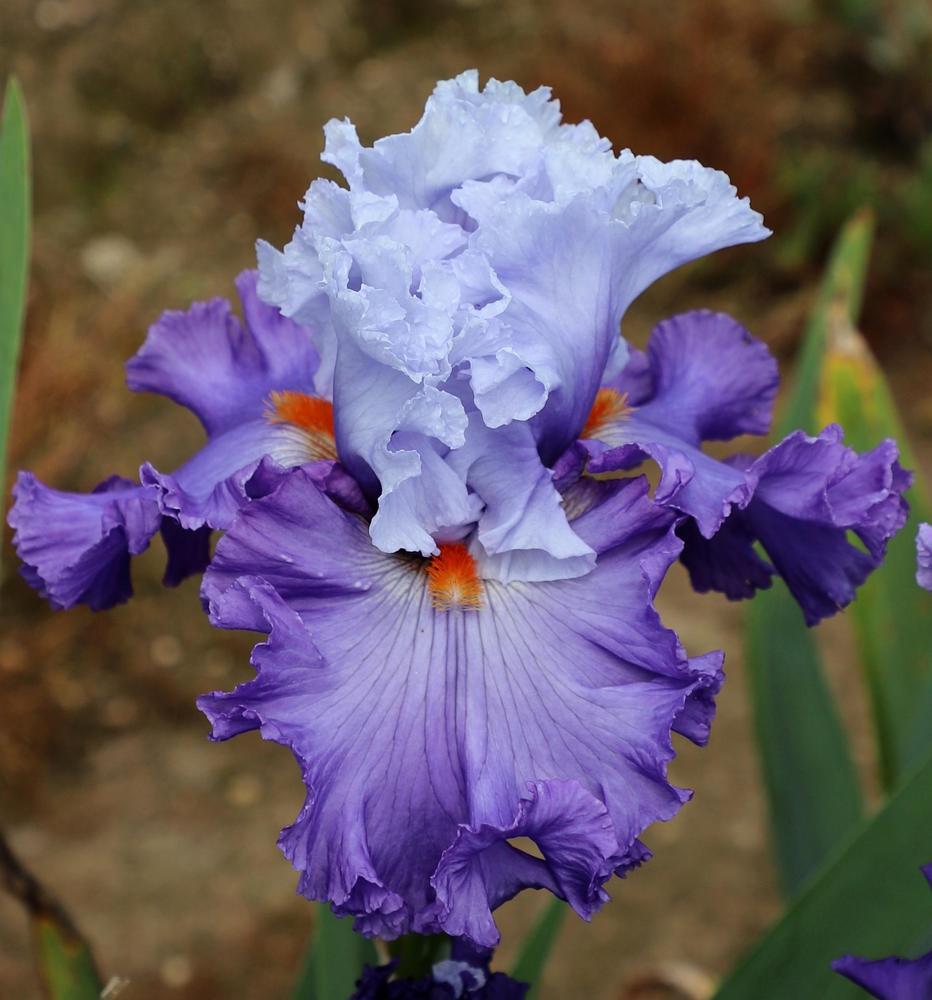 Photo of Tall Bearded Iris (Iris 'Stoked') uploaded by ARUBA1334