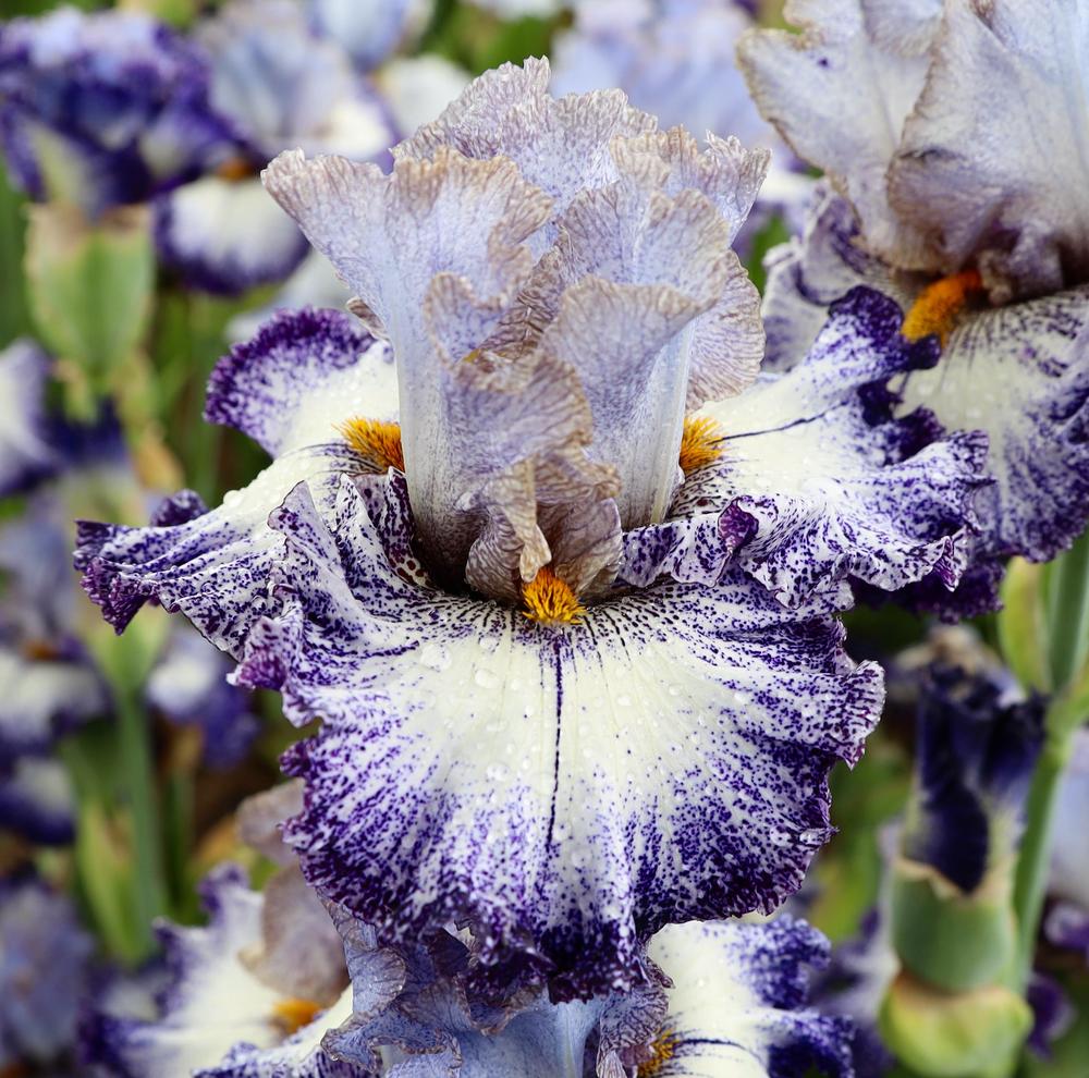 Photo of Tall Bearded Iris (Iris 'Central Intelligence') uploaded by ARUBA1334