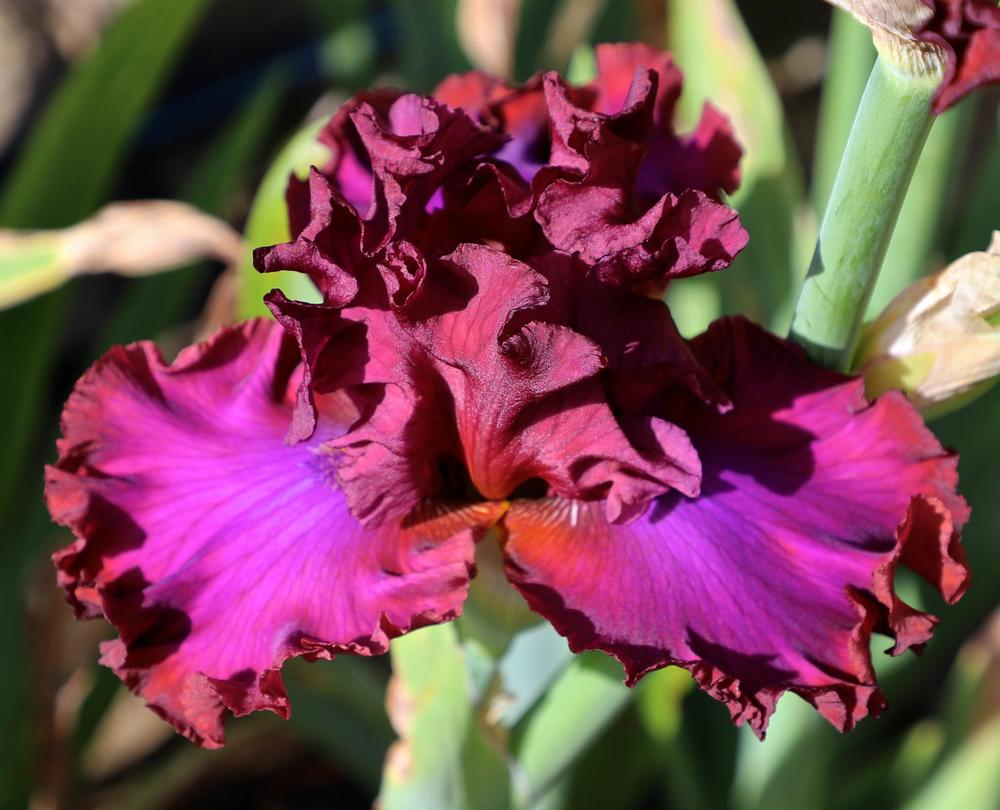 Photo of Tall Bearded Iris (Iris 'Certain Riches') uploaded by ARUBA1334