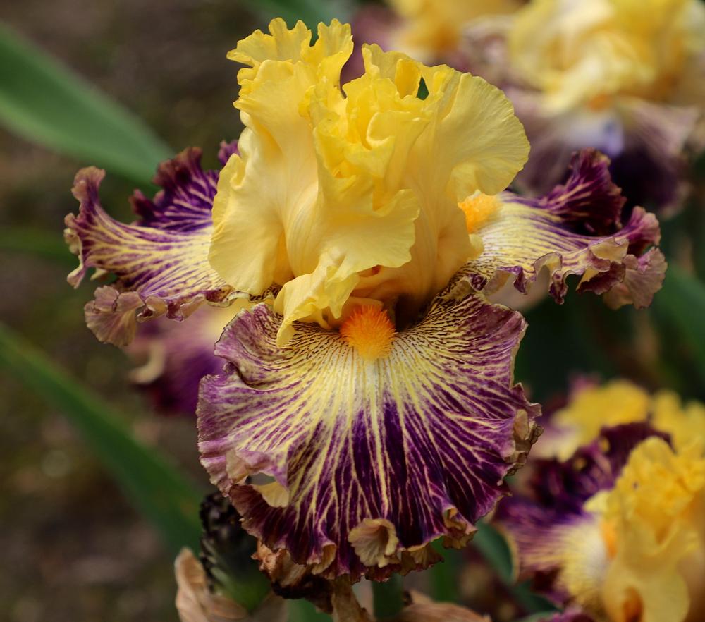Photo of Tall Bearded Iris (Iris 'Dare to be Different') uploaded by ARUBA1334