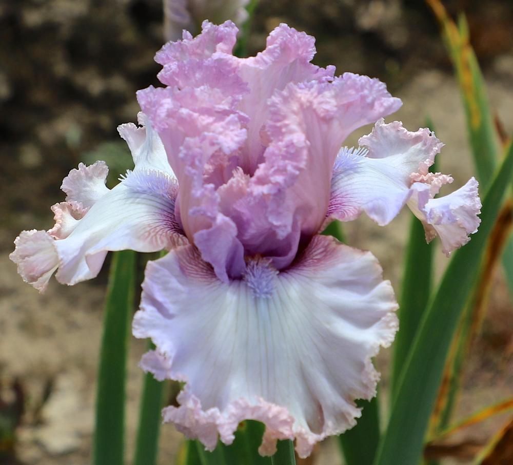 Photo of Tall Bearded Iris (Iris 'Unbridled Passion') uploaded by ARUBA1334